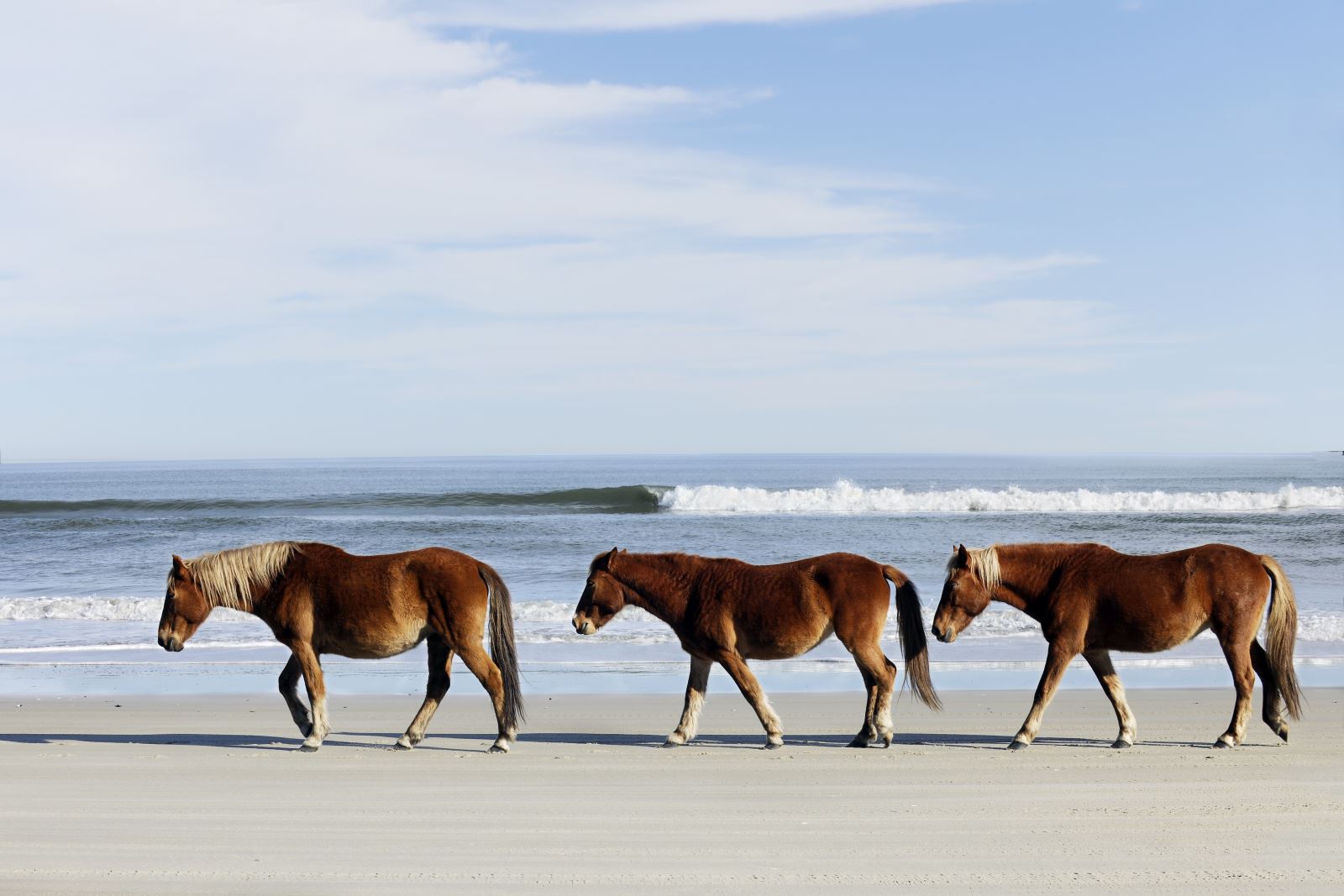 4 wheel drive corolla wild horses 